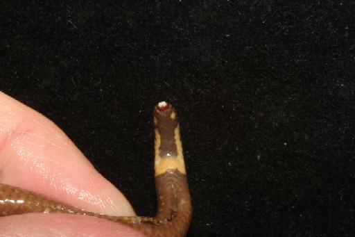 Uropeltis ellioti Gray, 1858 - Image of specimen 1946.1.16.6