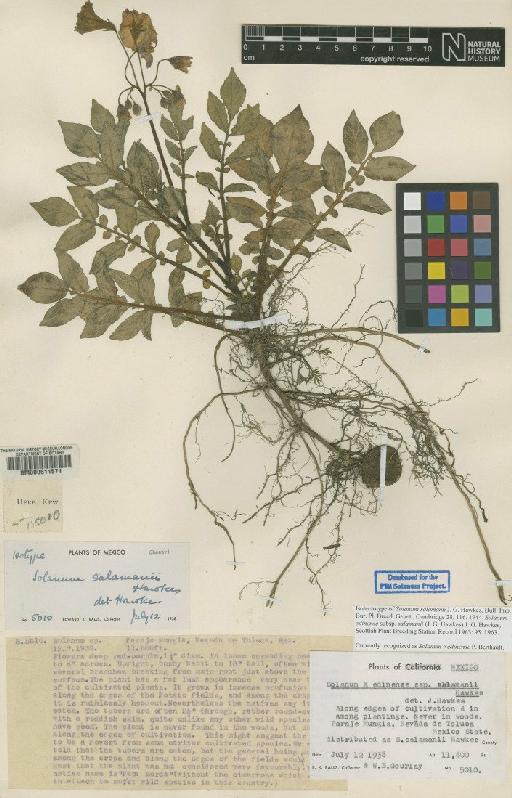 Solanum x edinense subsp. salamanii Hawkes - BM000611571