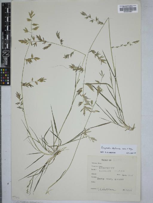 Eragrostis zeylanica Nees & Meyen - 000914964