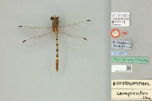Erpetogomphus compositus Hagen in Selys, 1858 - 013383656_dorsal