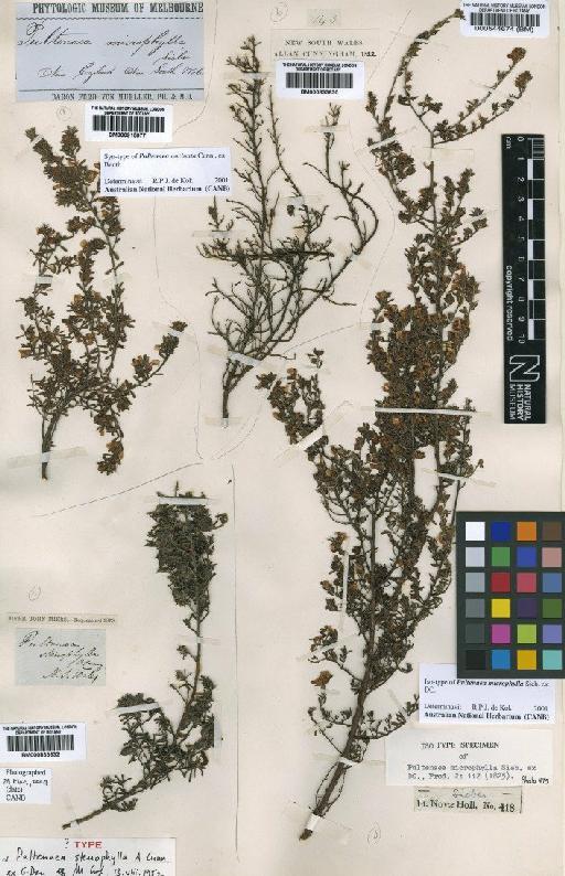 Pultenaea microphylla Sieber ex DC. - BM000833632