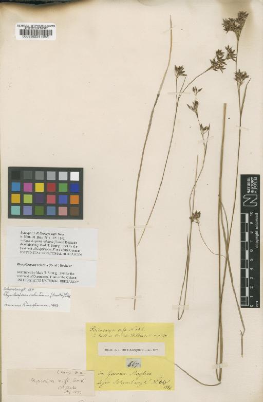 Rhynchospora velutina (Kunth) Boeckeler - BM000535238