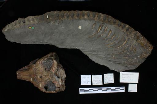 Ichthyosaurus latifrons Owen, 1840 - 010021166_L010040120