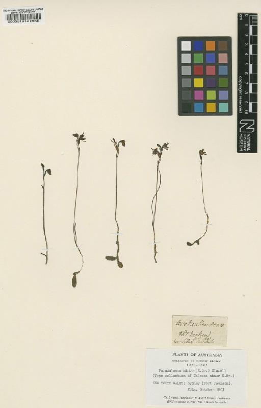 Paracaleana minor (R.Br.) Blaxell - BM000051914