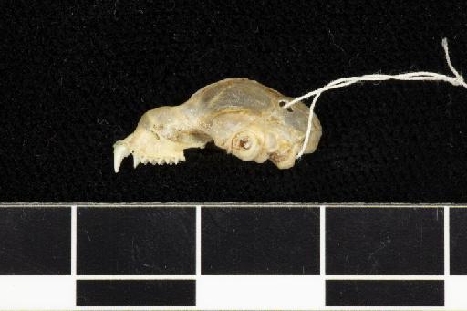 Hipposiderus caffer - 1849_11_22_11-Rhinolophus_caffer-Syntype-Skull-lateral