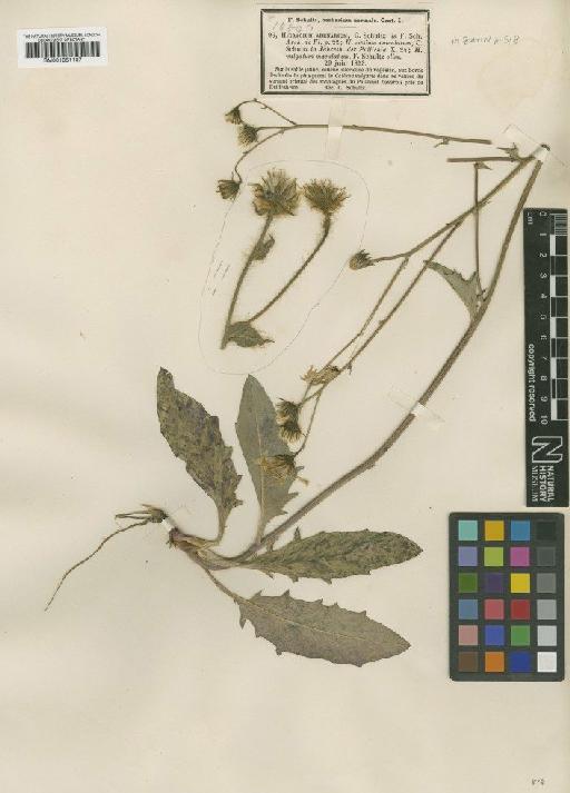 Hieracium maculatum subsp. arenarium (Sch.Bip.) Zahn - BM001051137
