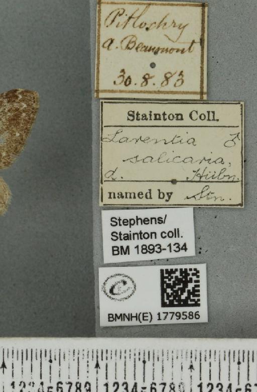 Coenotephria salicata latentaria (Curtis, 1830) - BMNHE_1779586_label_357780