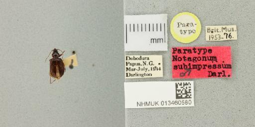 Notagonum subimpressum Darlington, 1952 - 013460580_769780_946068