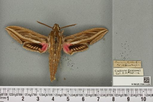 Hippotion celerio (Linnaeus, 1758) - NHMUK_010477238_534843