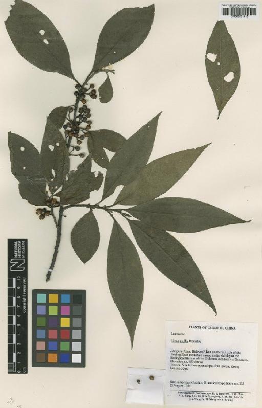 Litsea mollifolia Chun - BM000951012