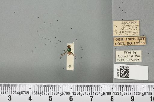 Neoceratitis cyanescens (Bezzi, 1923) - BMNHE_1466188_27052