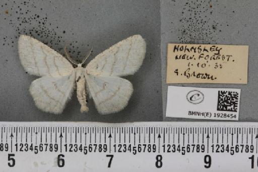 Cabera pusaria (Linnaeus, 1758) - BMNHE_1928454_494409