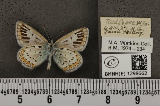 Polyommatus icarus icarus ab. albescens Tutt, 1910 - BMNHE_1298662_149256
