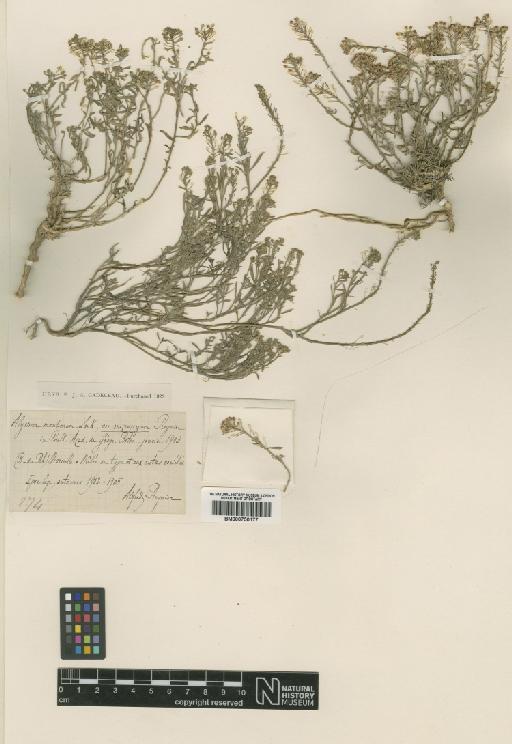 Lobularia maritima (L.) Desv. - BM000750177