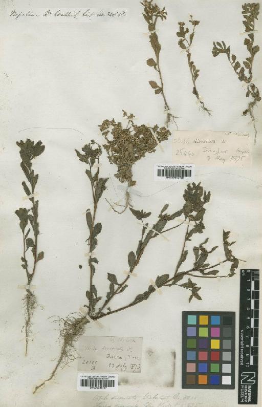 Thespis divaricata DC. - BM000945796