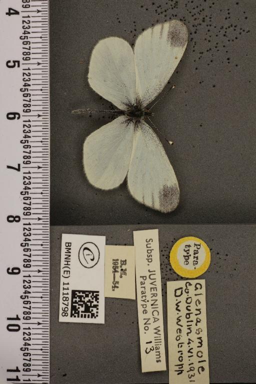 Leptidea sinapis juvernica Williams, 1946 - BMNHE_1118798_74003