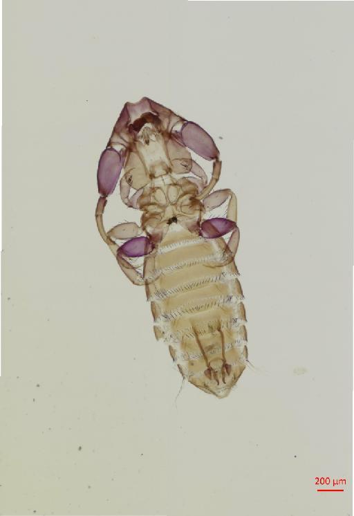 Eutrichophilus cercolabes Mjoberg, 1910 - 010696559__2017_08_16-Scene-1-ScanRegion0