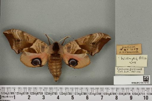 Smerinthus ocellata ocellata (Linnaeus, 1758) - NHMUK_010474788_525087