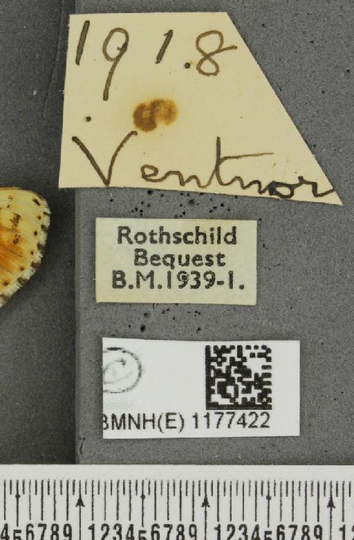 Melitaea cinxia ab. wittei Geest, 1903 - BMNHE_1177422_label_49463