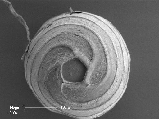 Chara fibrosa C.Agardh ex Bruzelius - OosporeBase