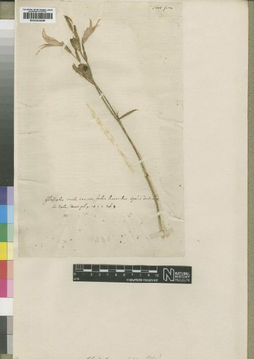 Gladiolus involutus D.Delaroche - BM000922056