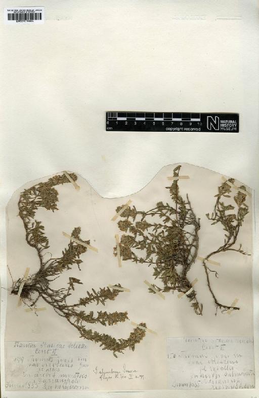 Thymus spinulosus Ten. - BM001010605