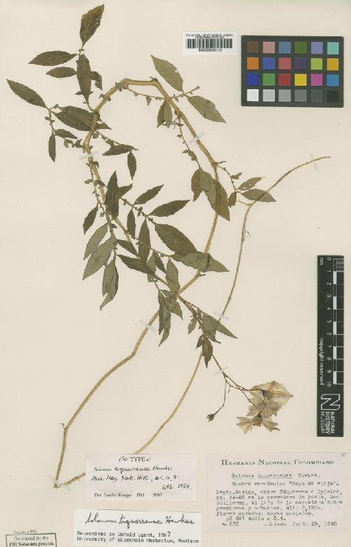 Solanum tuquerrense Hawkes - BM000935110