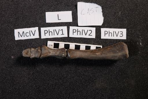 Mantellisaurus atherfieldensis (Hooley, 1925) - R5764-Mantellisaurus_R5764_Left_Digit4_Cast-3