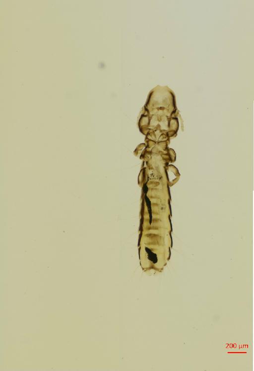 Picicola thripias Clay & Meinertzhagen, 1938 - 010685472__2017_08_10-Scene-1-ScanRegion0