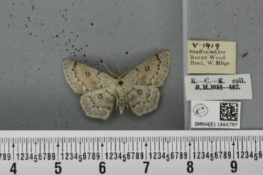 Cyclophora albipunctata (Hufnagel, 1767) - BMNHE_1666797_274056