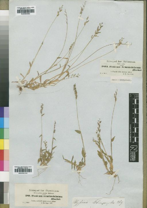 Brachiaria semiundulata Stapf - BM000923203