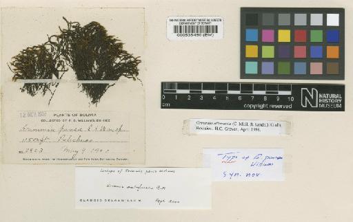 Grimmia pansa R.S.Williams - BM000535450_a