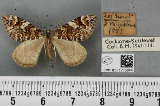 Dysstroma citrata pythonissata (Milliere, 1870) - BMNHE_1776844_353544