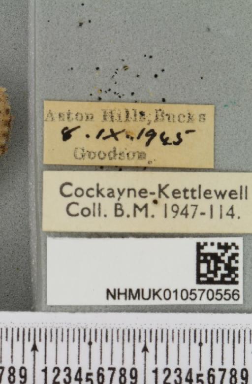 Omphaloscelis lunosa ab. obsoleta Tutt, 1892 - NHMUK_010570556_label_628370