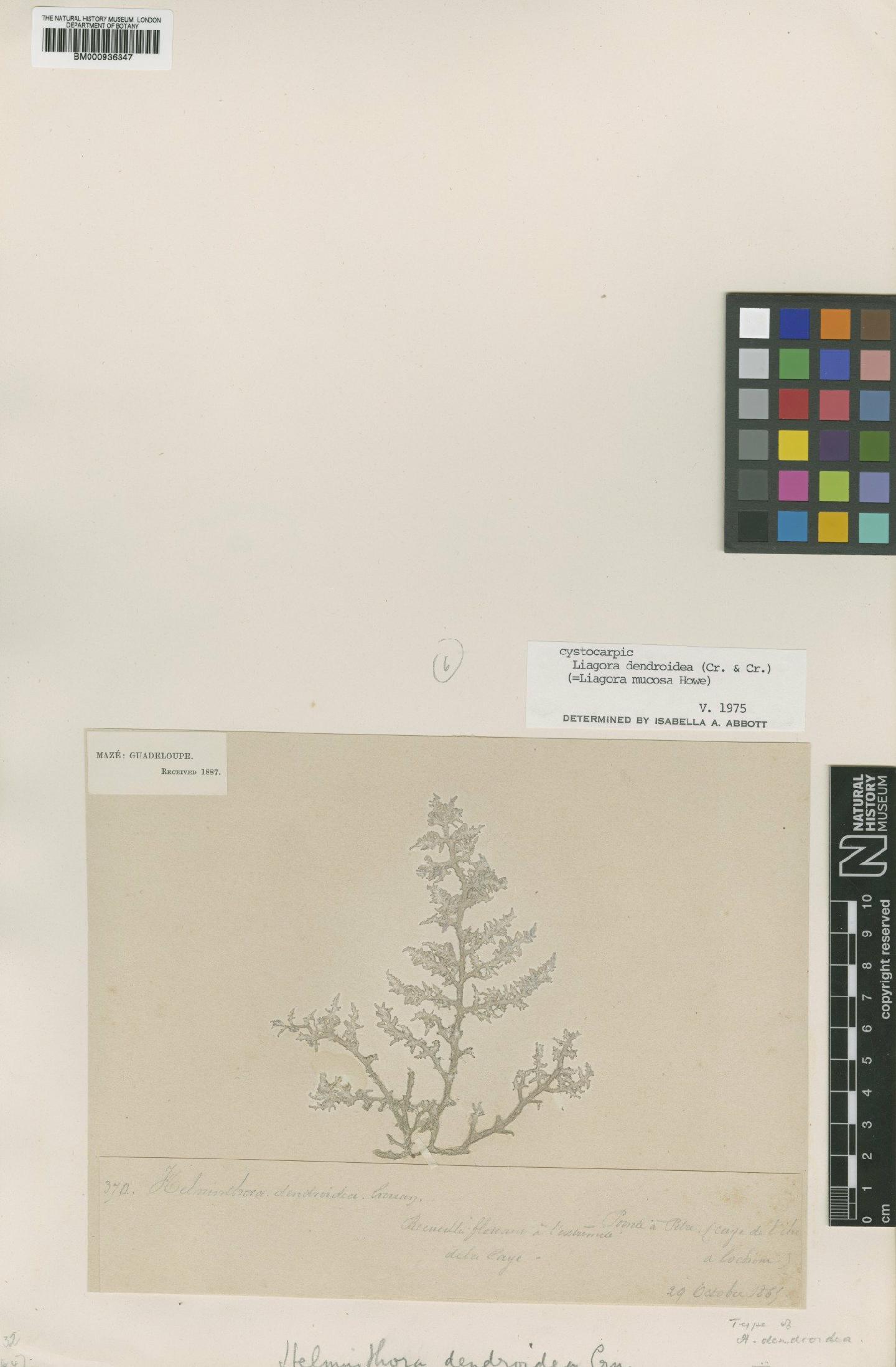 To NHMUK collection (Liagora dendroidea (P.Crouan & H.Crouan) I.A.Abbott; Type; NHMUK:ecatalogue:438995)