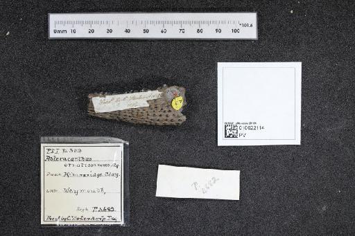 Asteracanthus ornatissimus Agassiz, 1837 - 010022114_L010040508_(2)