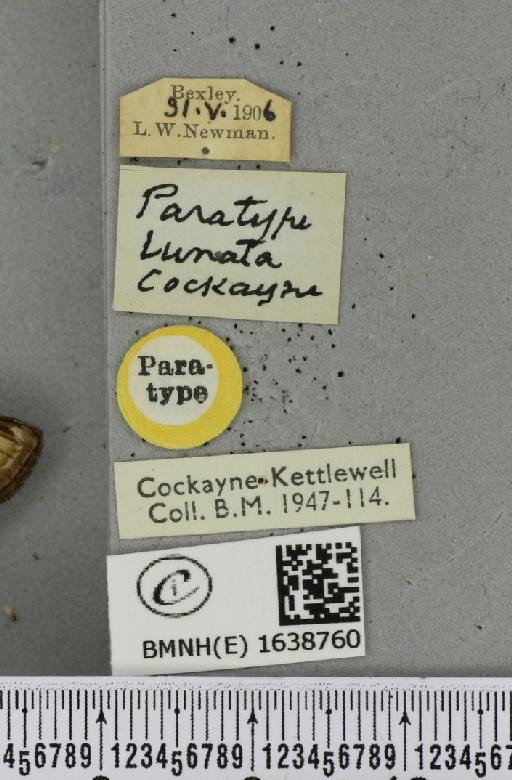 Notodonta ziczac ab. lunata Cockayne, 1951 - BMNHE_1638760_label_244694