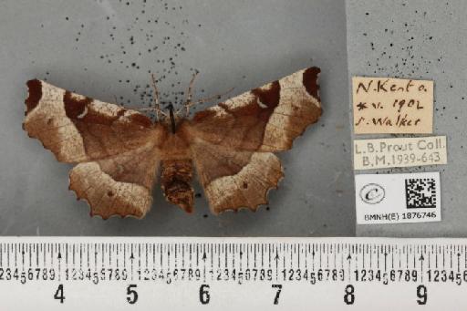 Selenia tetralunaria ab. obscura Lempke, 1951 - BMNHE_1876746_449094