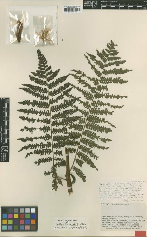 Cyathea leucolepismata Alston - BM000937685