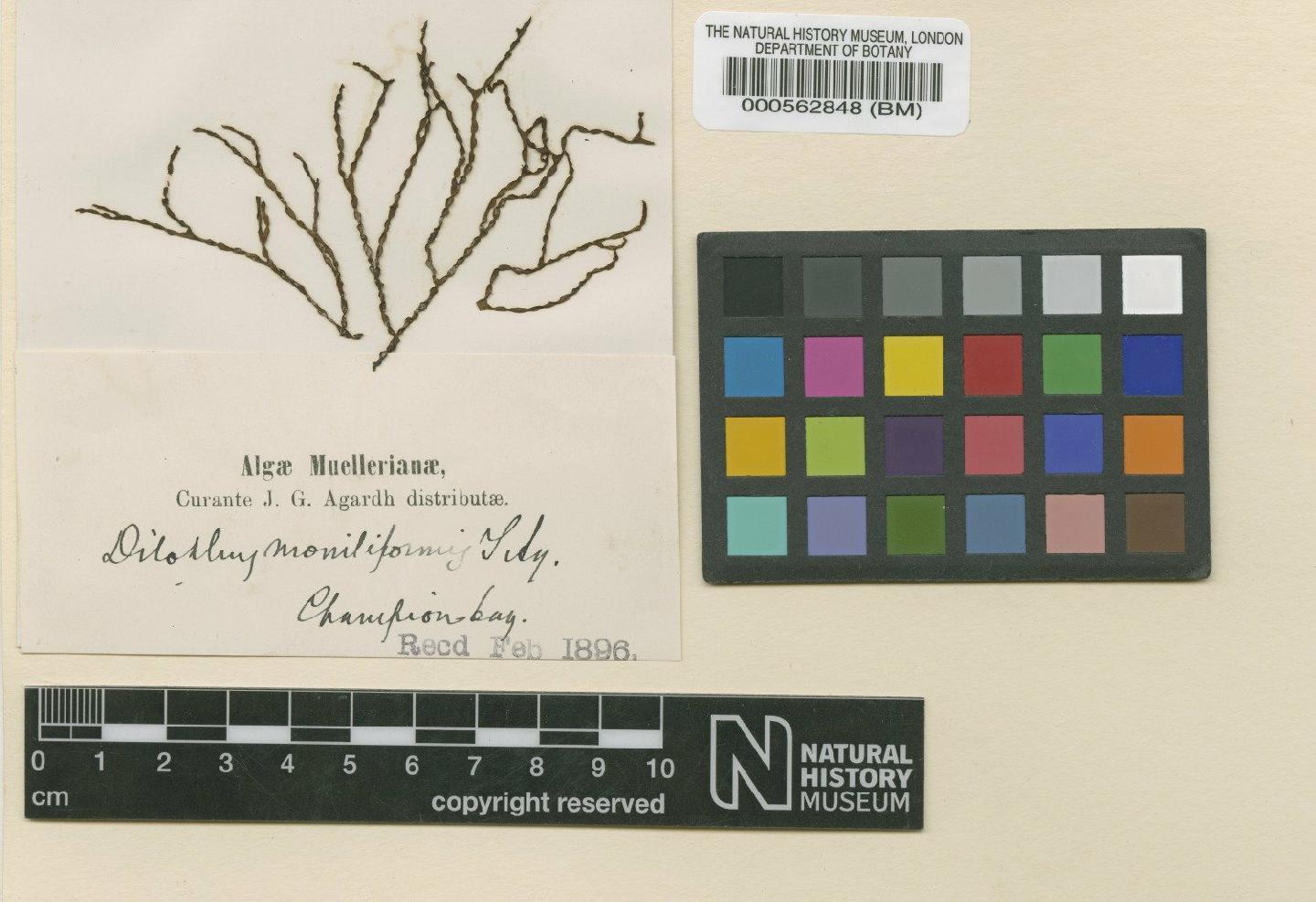 To NHMUK collection (Dictyota moniliformis (J.Agardh) Hörnig, Schnetter & Prud'homme; Type; NHMUK:ecatalogue:4722090)