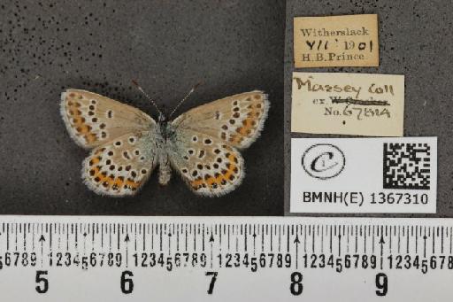 Plebejus argus masseyi Tutt, 1909 - BMNHE_1367310_164810