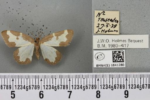 Lomaspilis marginata (Linnaeus, 1758) - BMNHE_1841280_419539