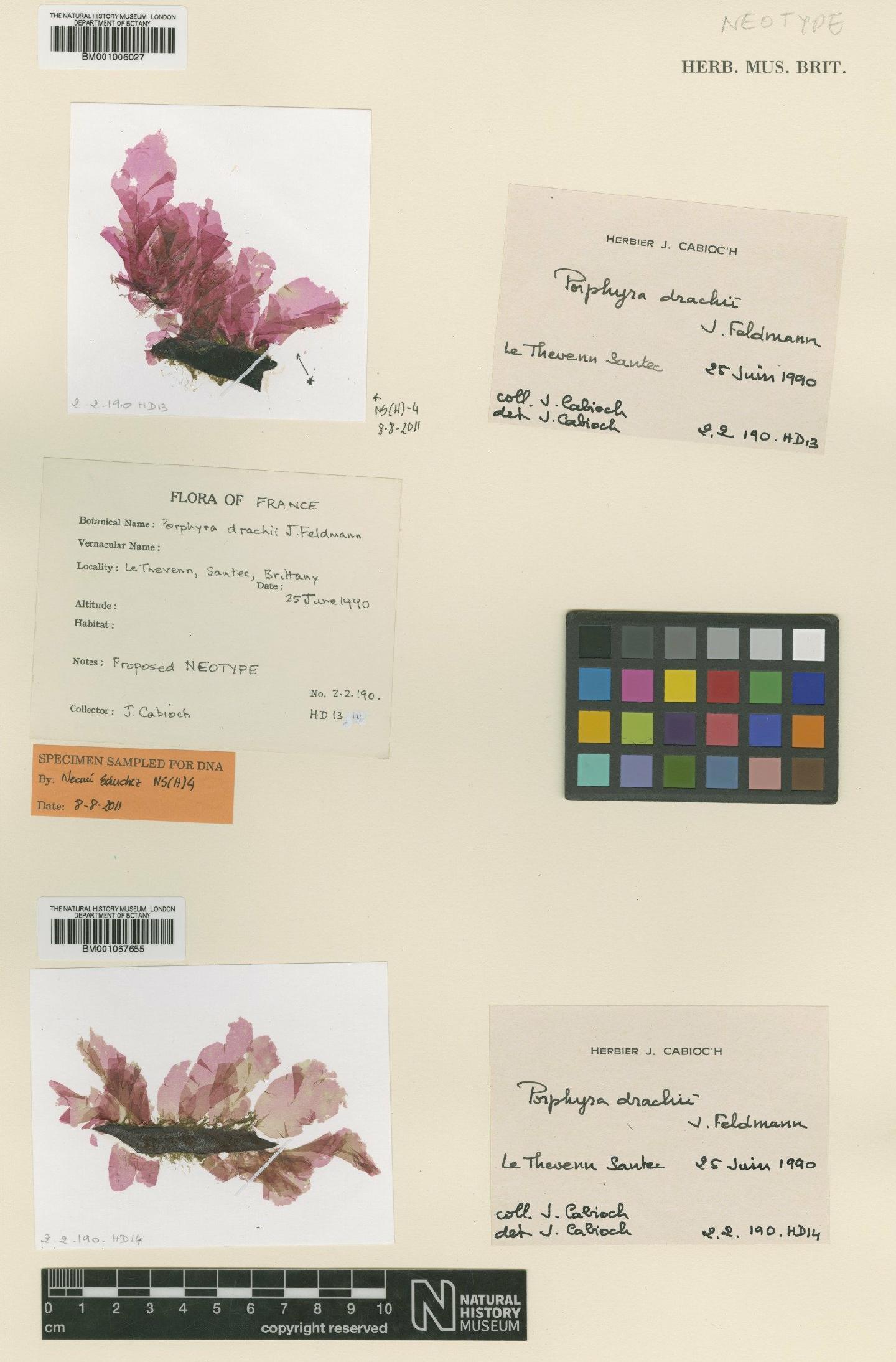 To NHMUK collection (Pyropia drachii (Feldmann) J.Brodie; Neotype; NHMUK:ecatalogue:483461)