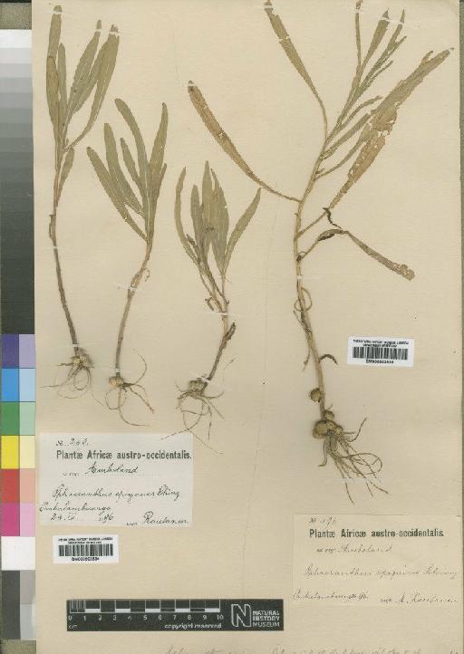 Sphaeranthus epigaeus Schinz - BM000903935