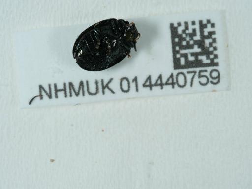 Plagiodera (Plagiodera) versicolora (Laicharting, 1781) - 014440759_1