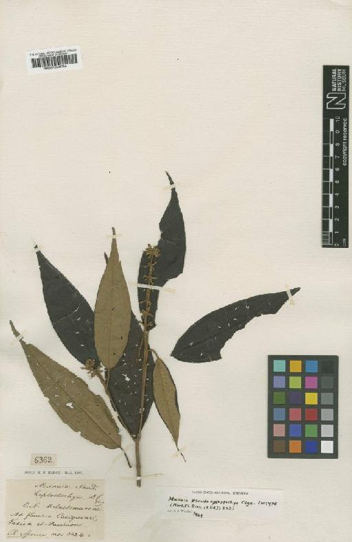 Miconia pseudoalpostachya Cogn. - BM001008084