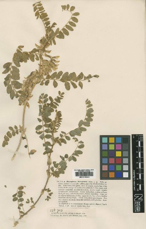 Astragalus kuramensis Baker - BM000796060