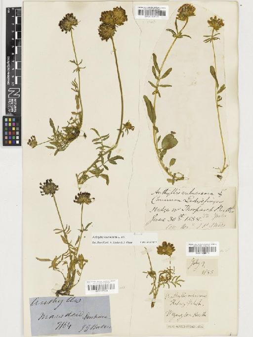 Anthyllis vulneraria L. - BM001036177