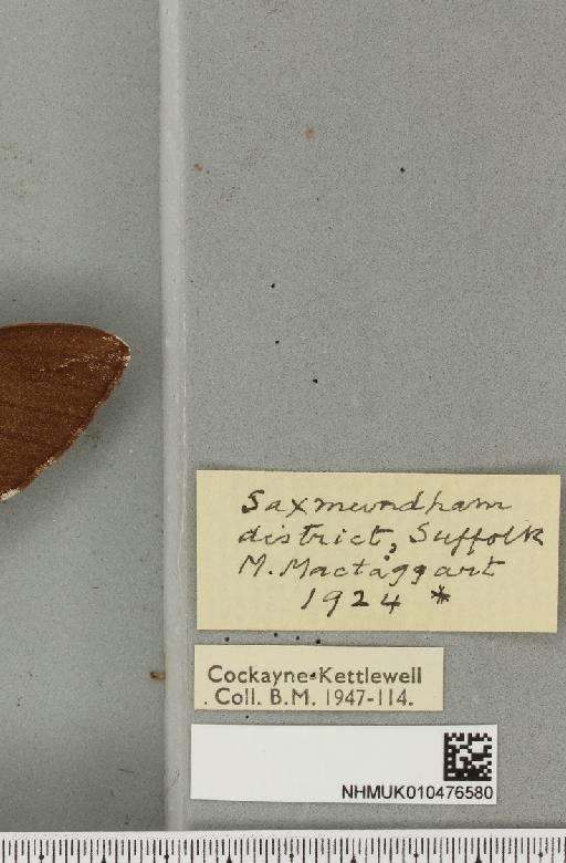 Sphinx pinastri ab. brunnea Spuler, 1903 - NHMUK_010476580_label_534182