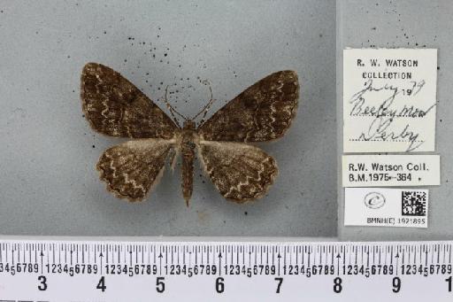 Alcis repandata repandata (Linnaeus, 1758) - BMNHE_1921895_477124